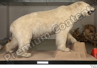 Polar bear whole body 0001.jpg